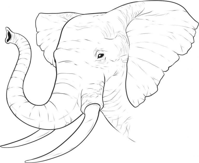 Desen cu cap de elefant