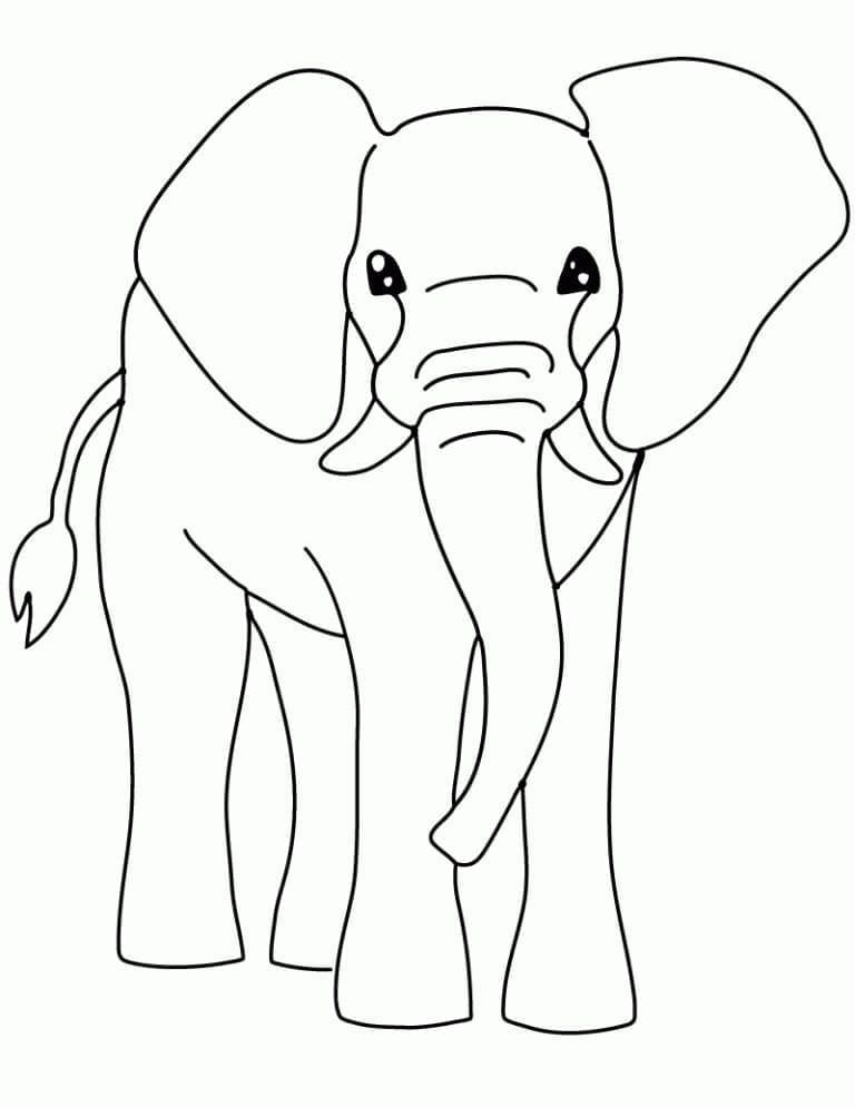 Elefant în picioare