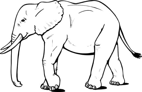 Elefant normal