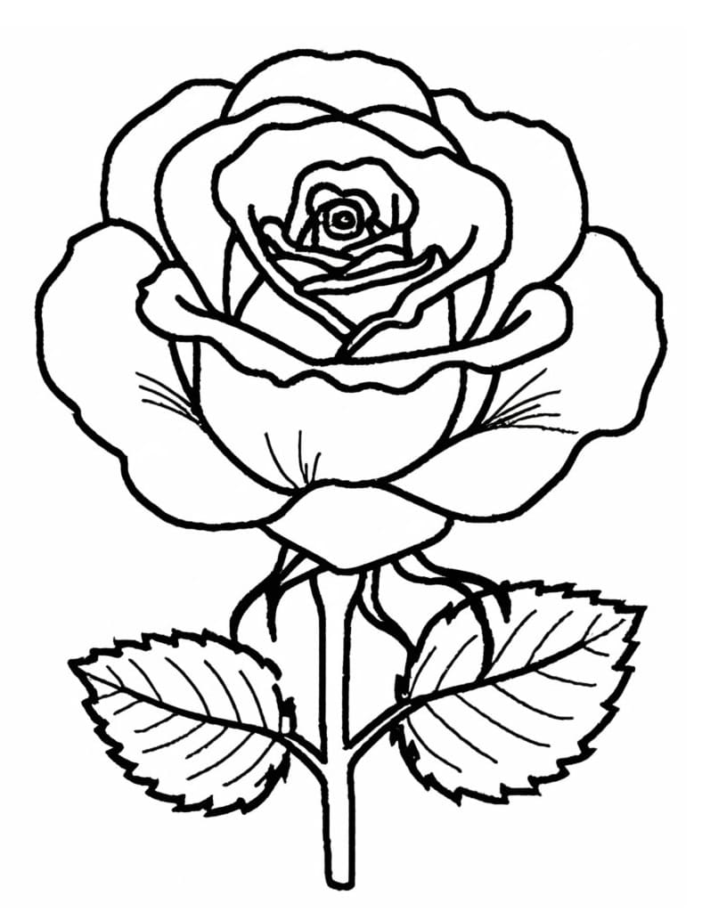 Imagine de trandafir