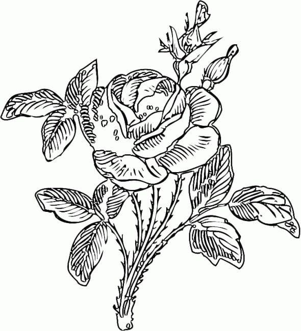 Trandafir de lux
