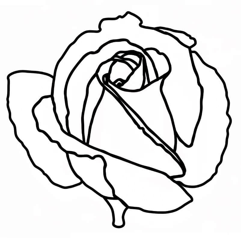Trandafir minunat