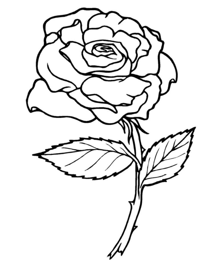 Trandafir