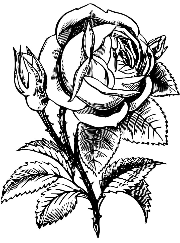 Trandafir realist