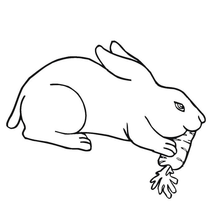 Un iepure mănâncă morcov