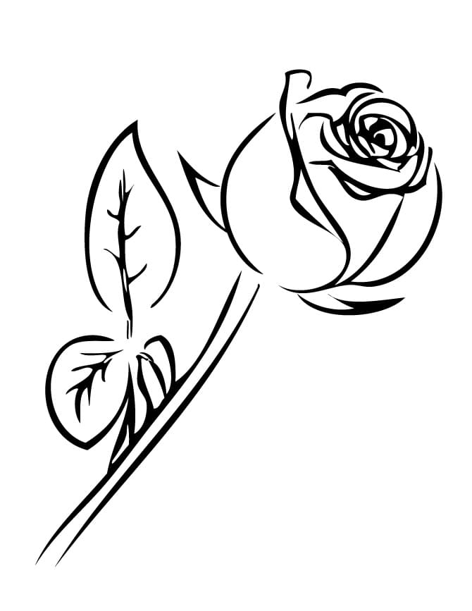 Un trandafir simplu