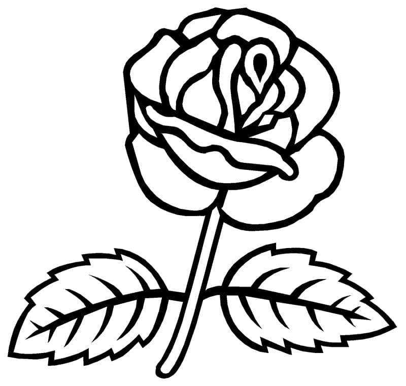 Un trandafir