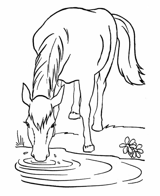 Calul bea apă