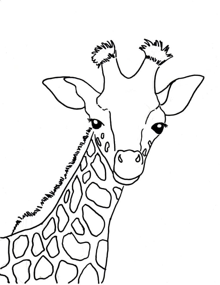 Cap de Girafa