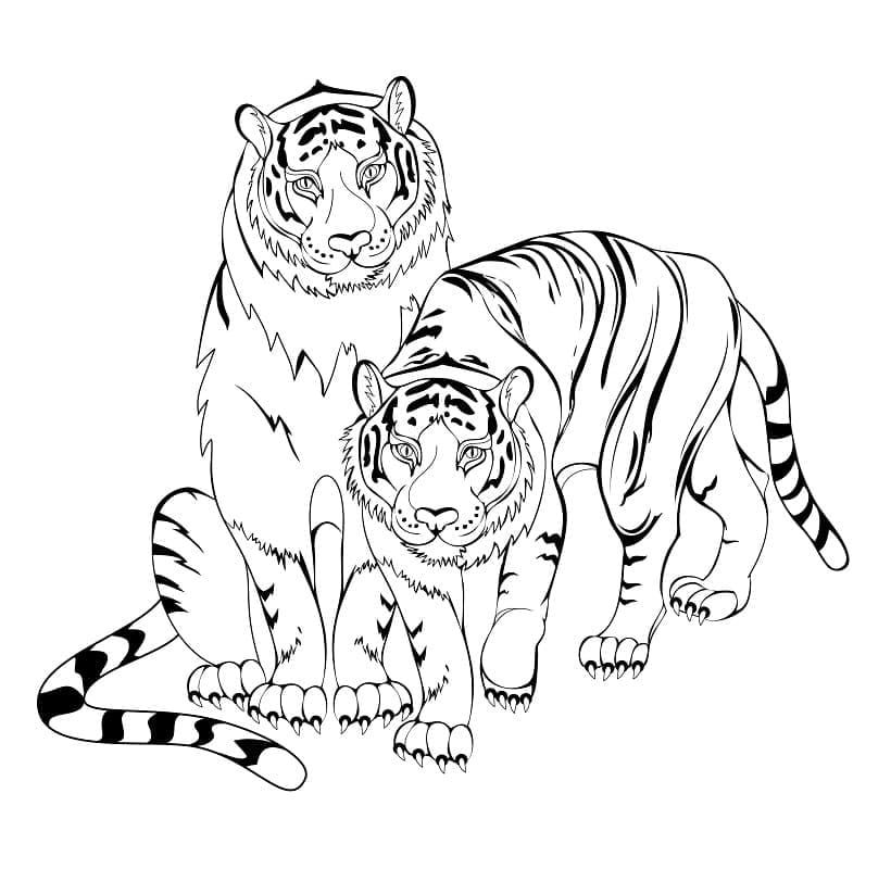 Cuplu de tigri
