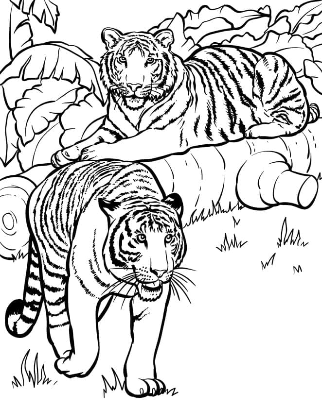 Doi tigri în junglă