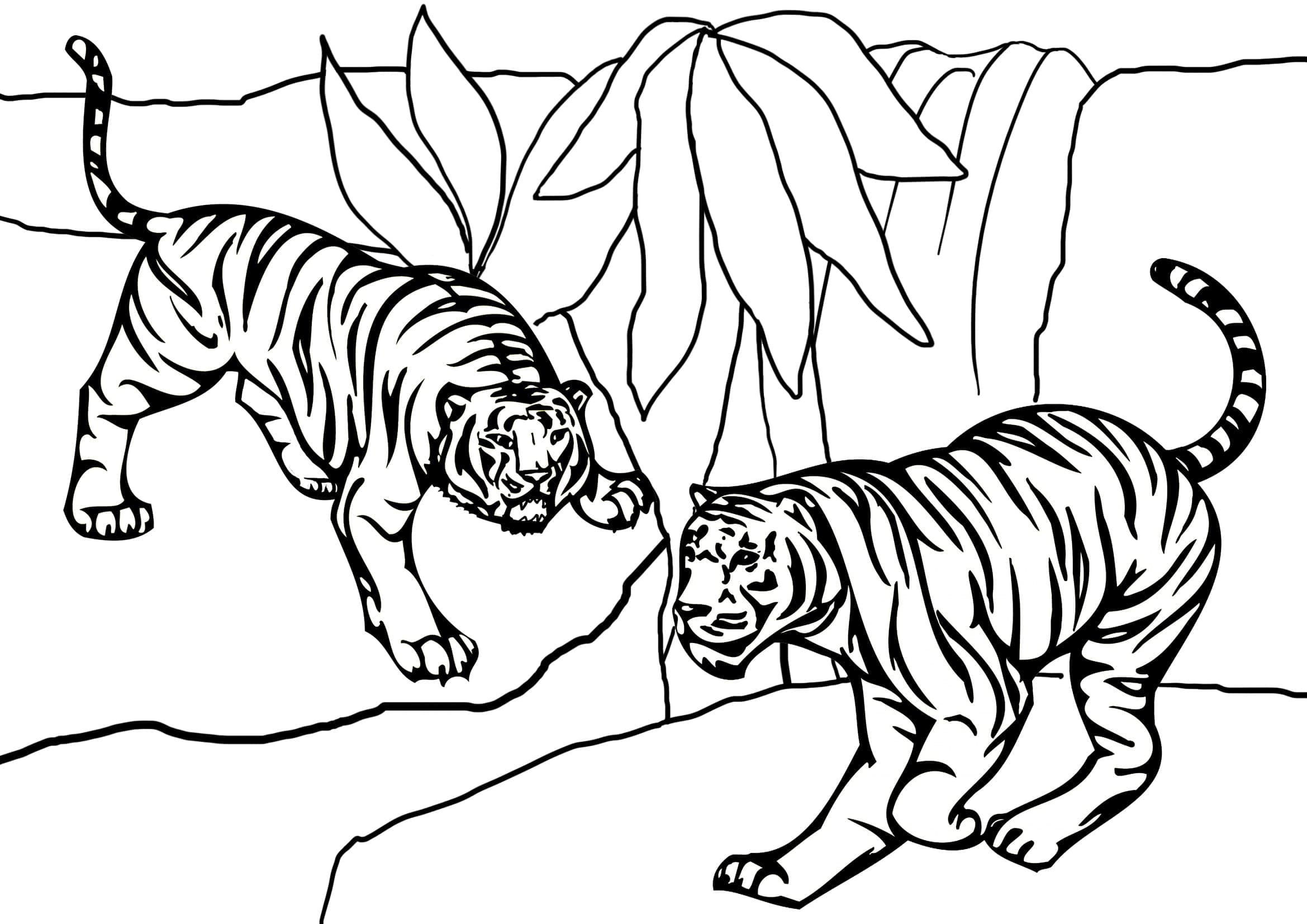 Doi tigri