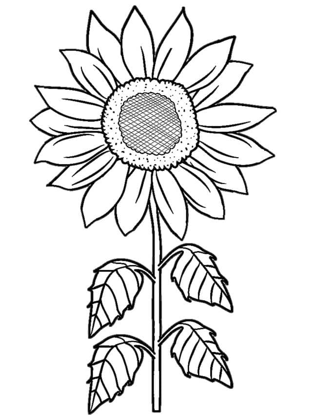 Floarea soarelui imprimabil gratuit pentru copii