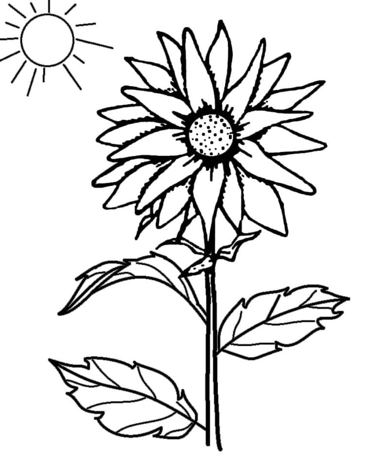 Floarea soarelui imprimabil
