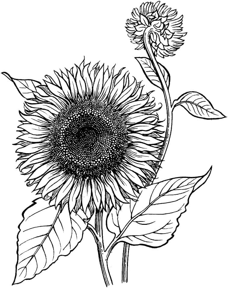 Floarea soarelui p2