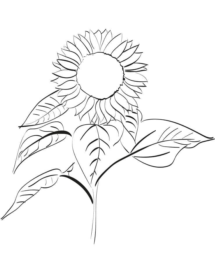 Floarea soarelui pentru copii