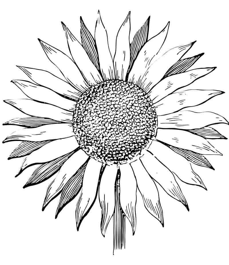 Floarea soarelui realistă
