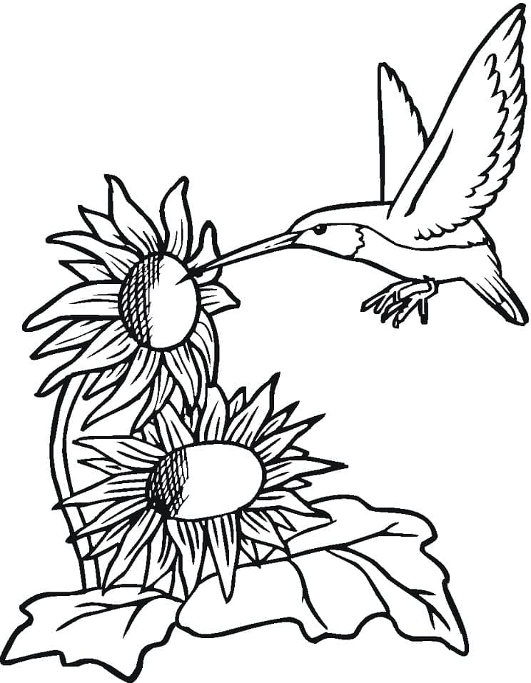 Floarea soarelui și pasărea colibri