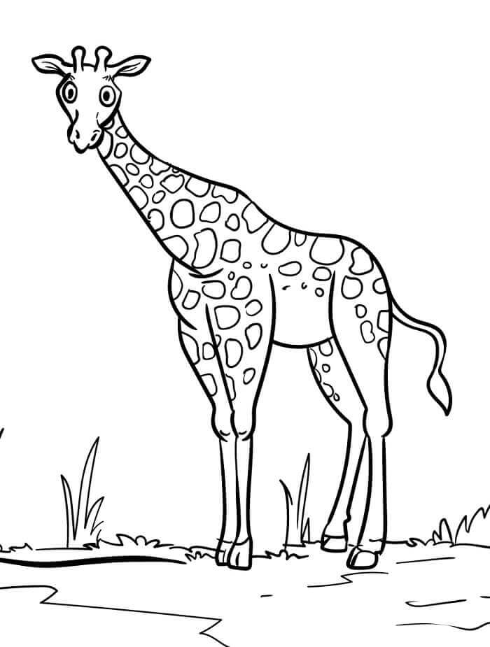 Fise de colorat cu Girafă de colorat p05