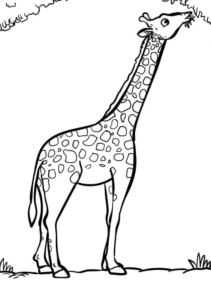 Fise de colorat cu Girafă de colorat p06