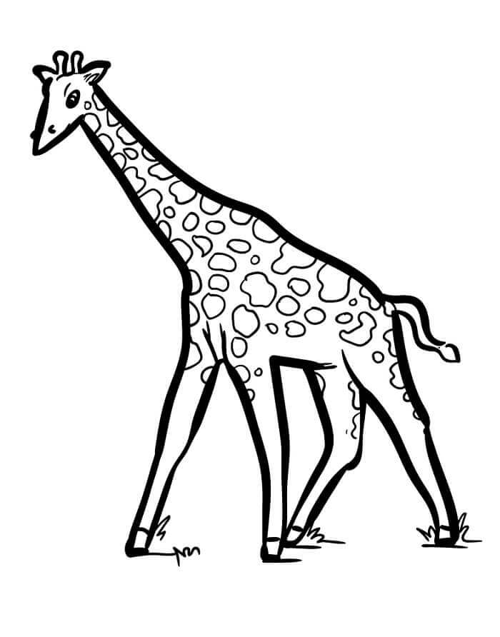 Fise de colorat cu Girafă de colorat p07