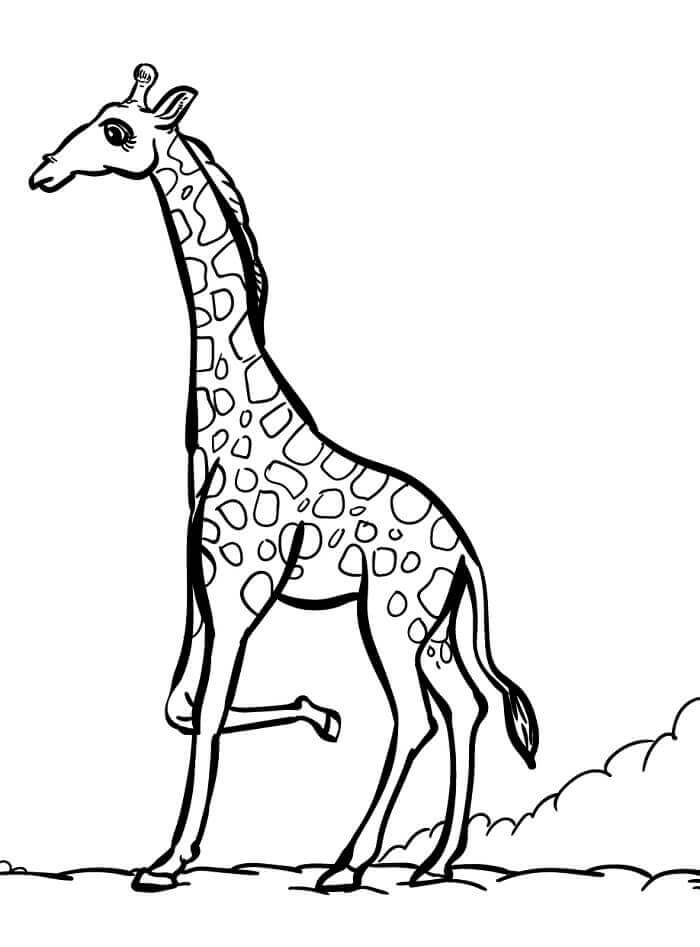 Fise de colorat cu Girafă de colorat p10
