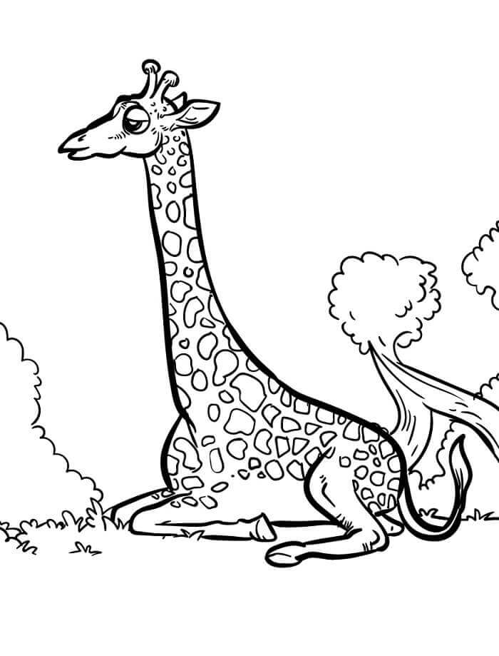 Fise de colorat cu Girafă de colorat p11