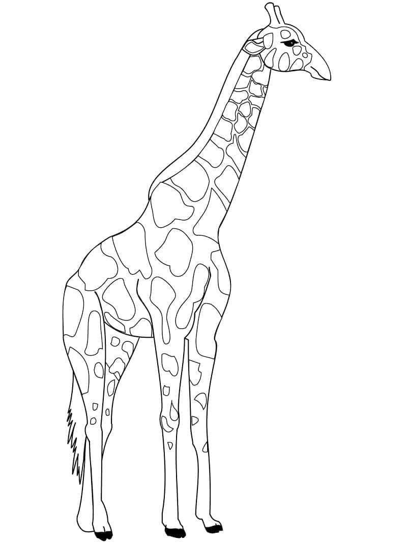 Girafă gratuit