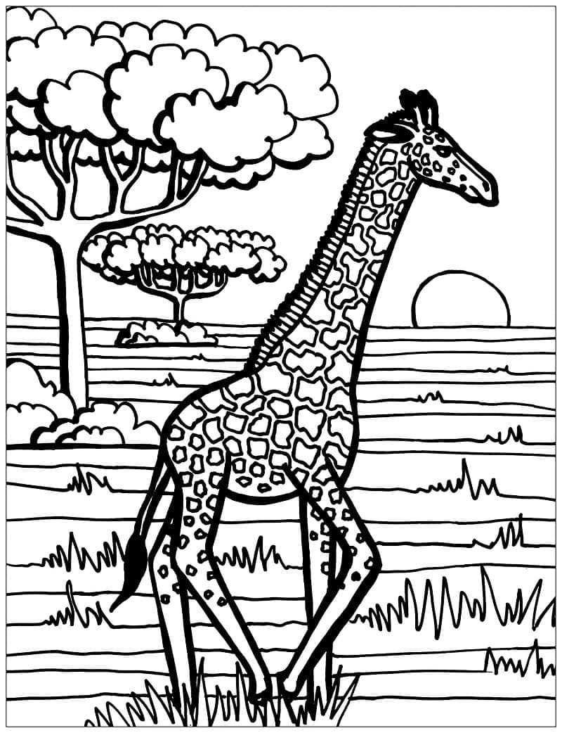 Girafă p1