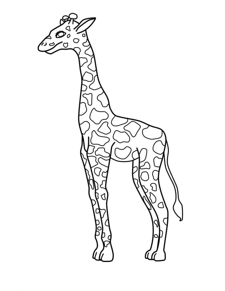 Girafă p2