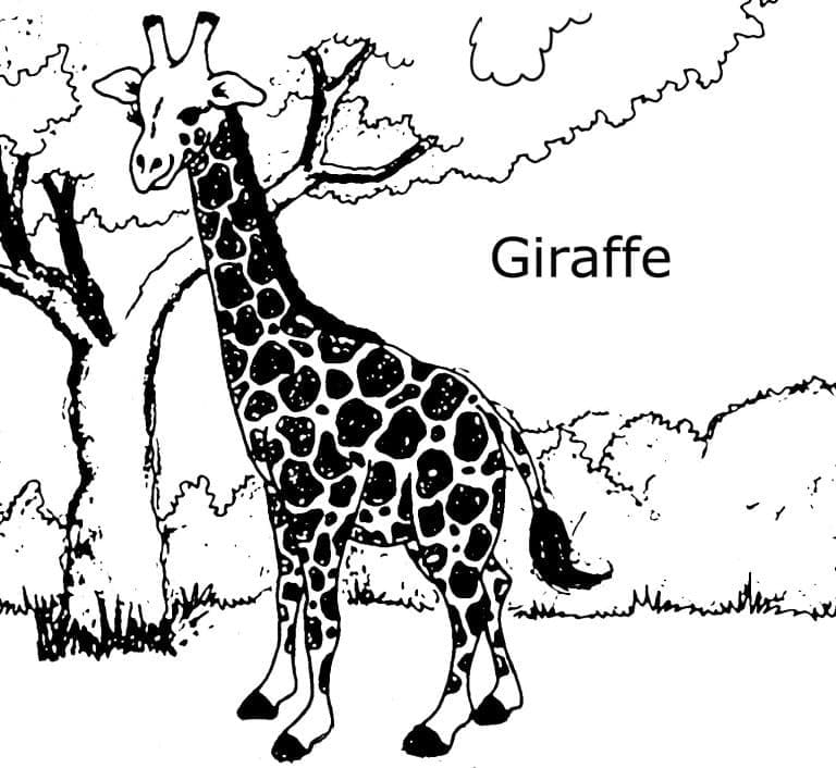 Girafă p3