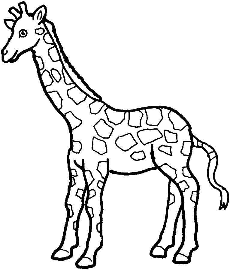 Girafă p4