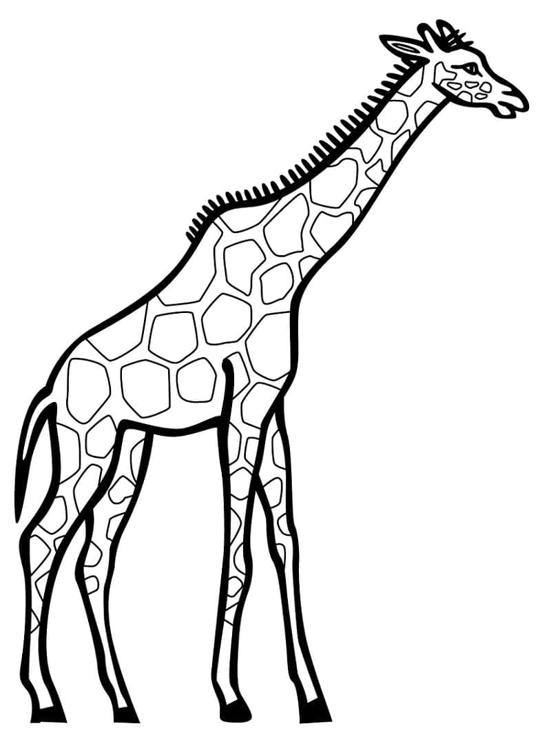 Girafă p7