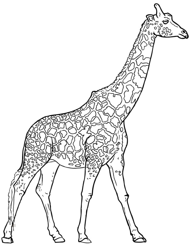 Girafă p8
