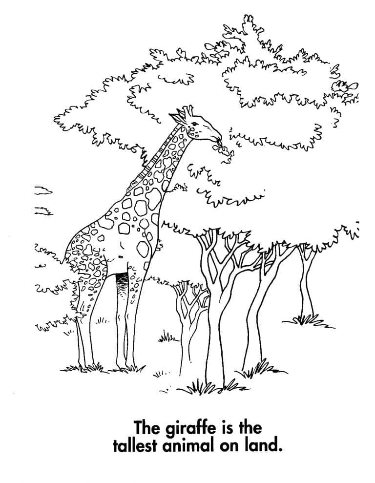 Girafă p9