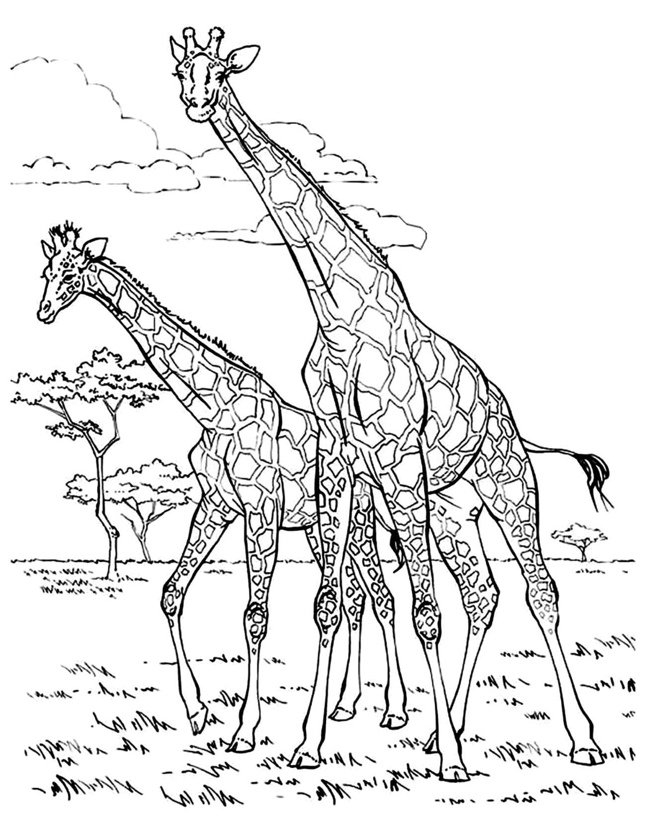 Girafe imprimabile gratuit pentru copii