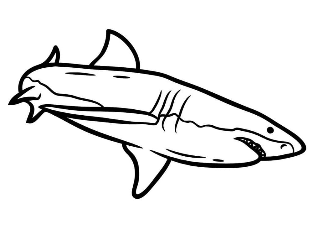 Imagine de rechin