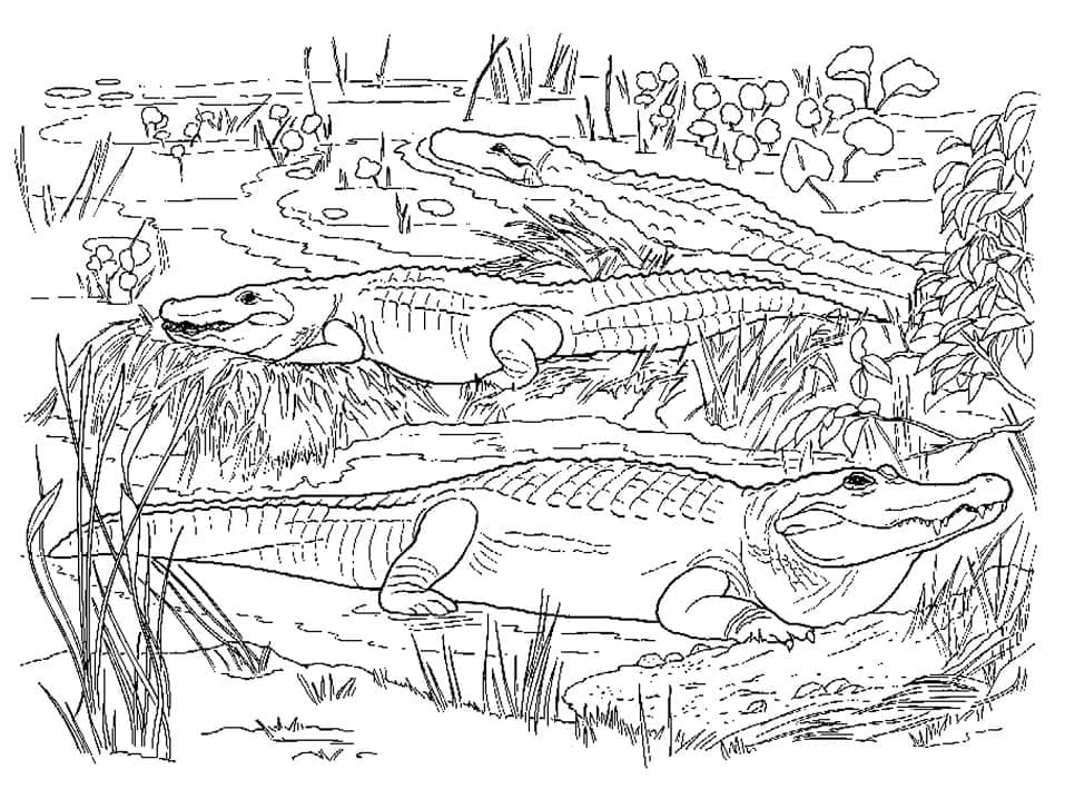 Mulți aligatori