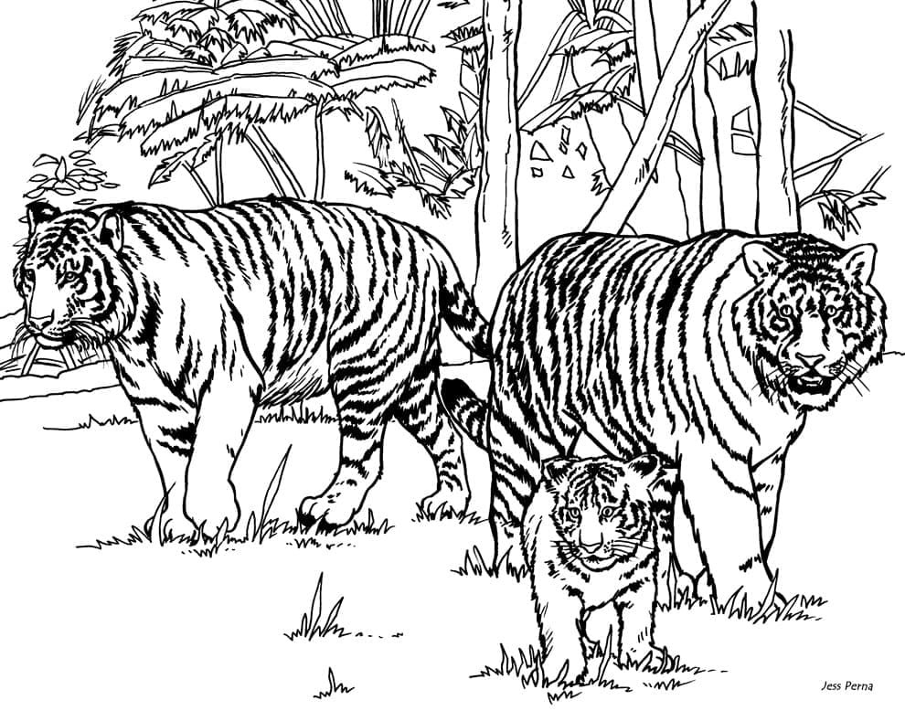 O familie de tigri