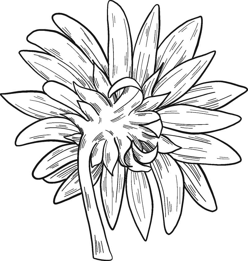 O floarea soarelui