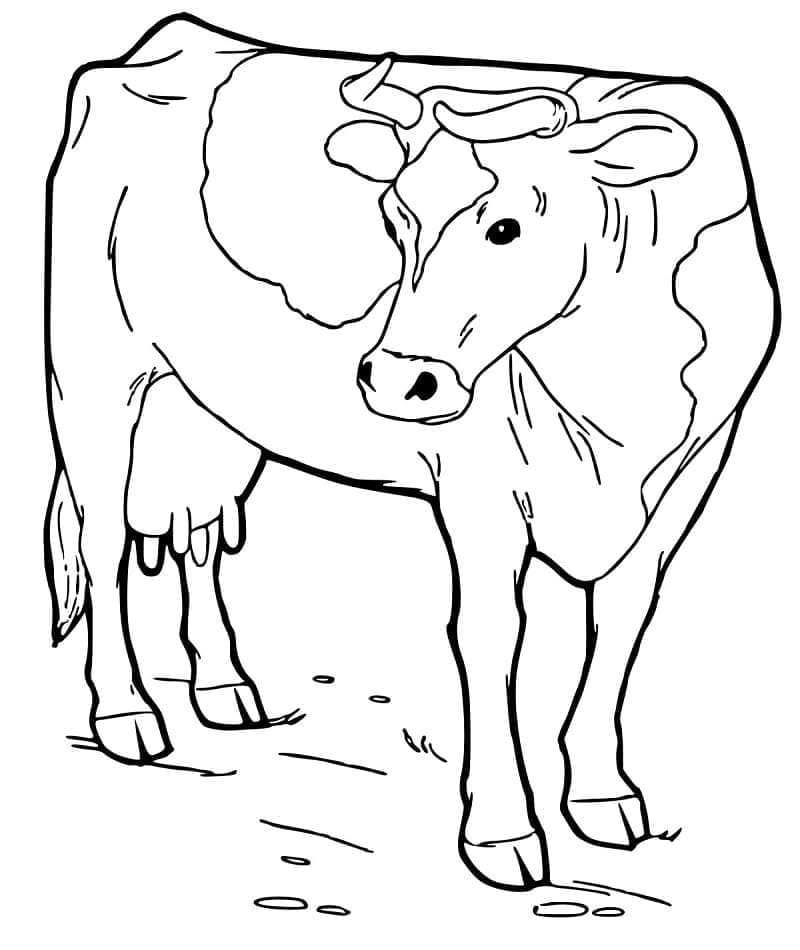 O vacă normală