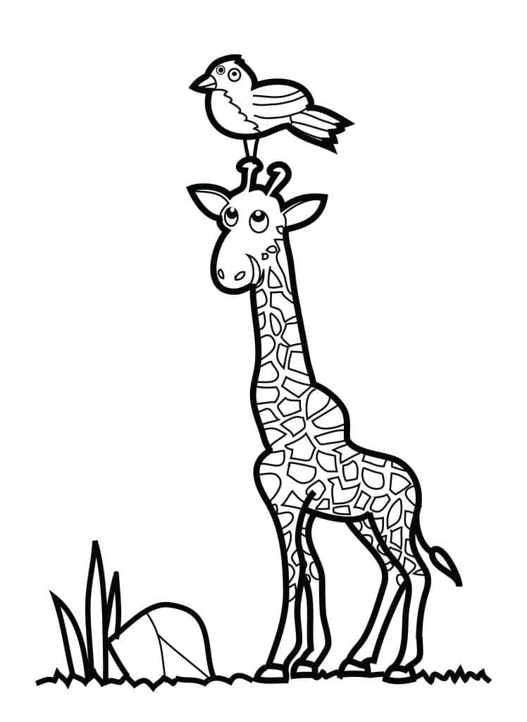 Pasăre și girafă