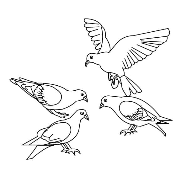 Patru păsări