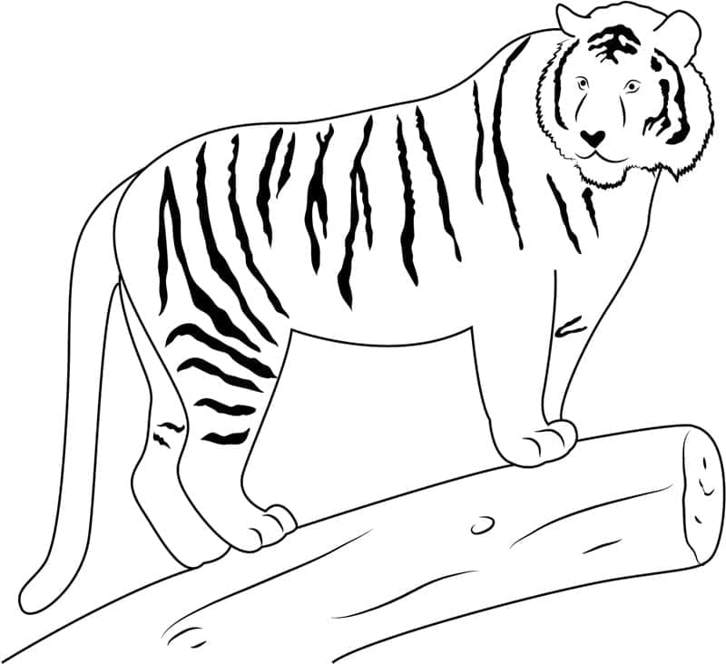 Tigru foarte simplu