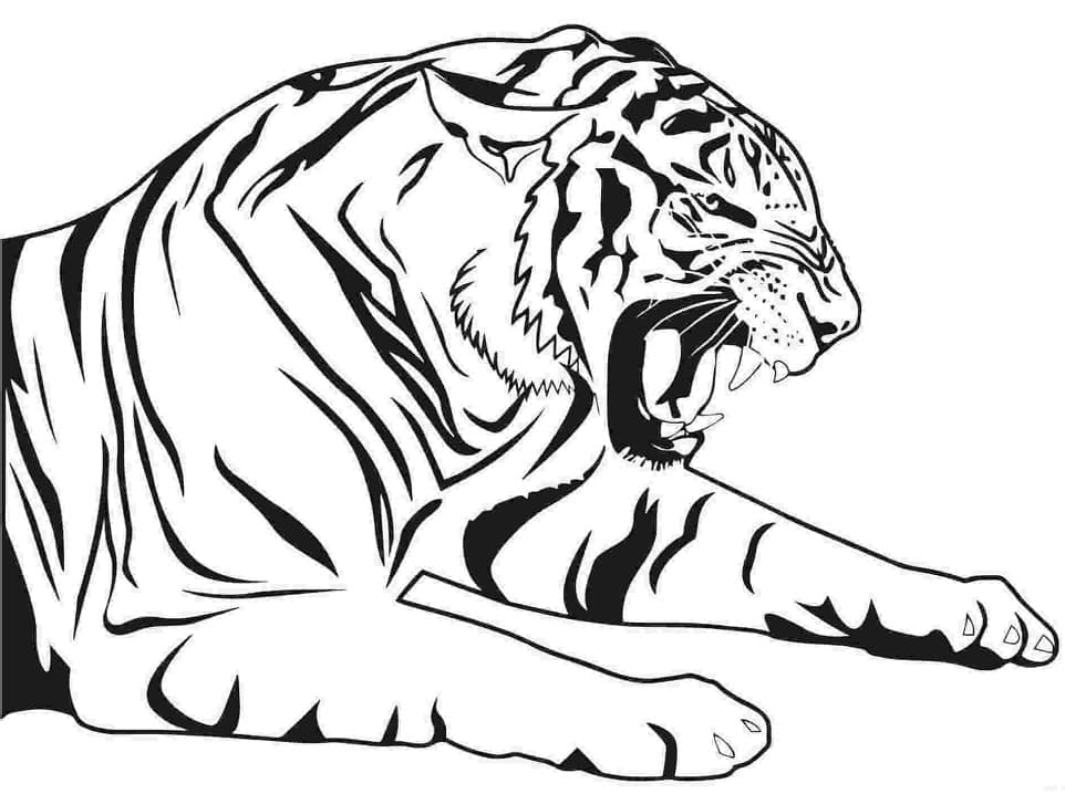 Tigru furios
