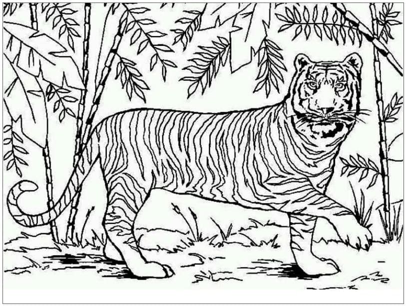 Tigru în junglă
