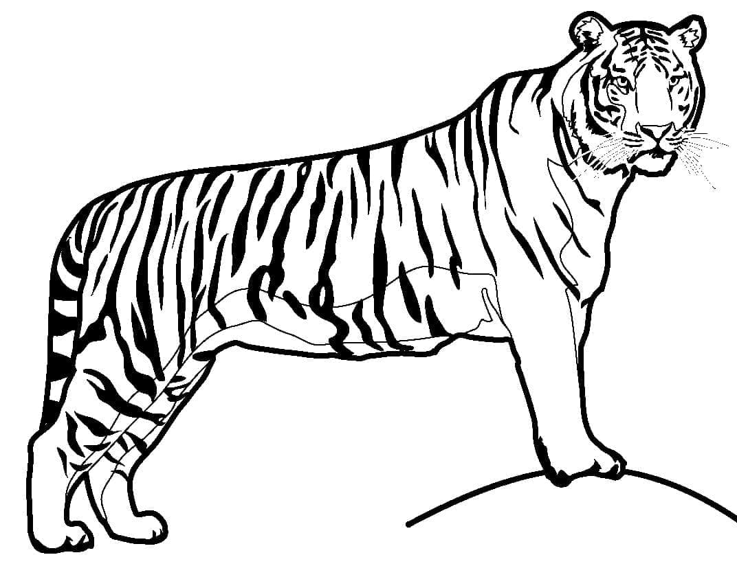 Tigru p1