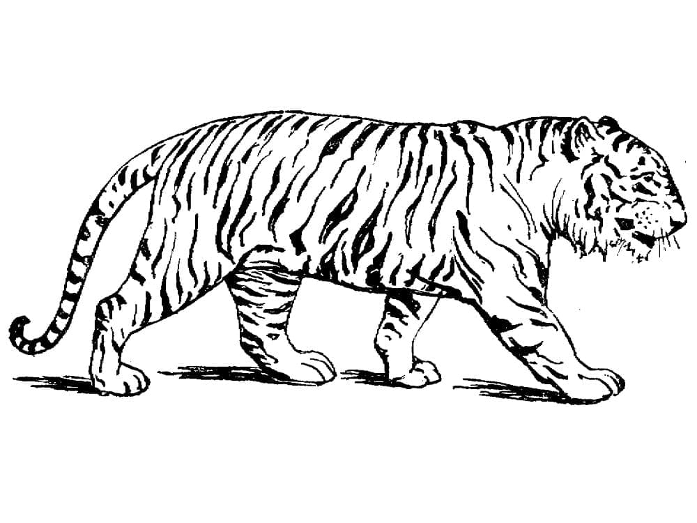 Tigru p14