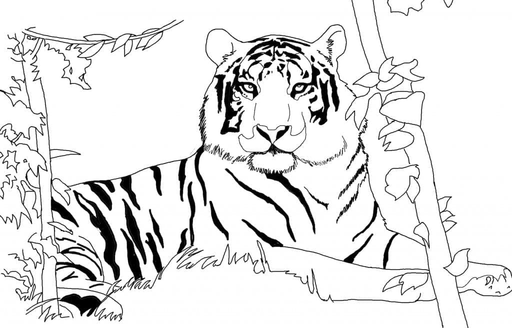 Tigru p15