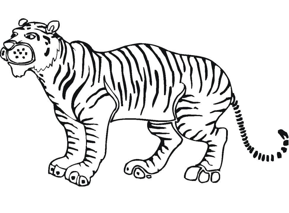 Tigru p2